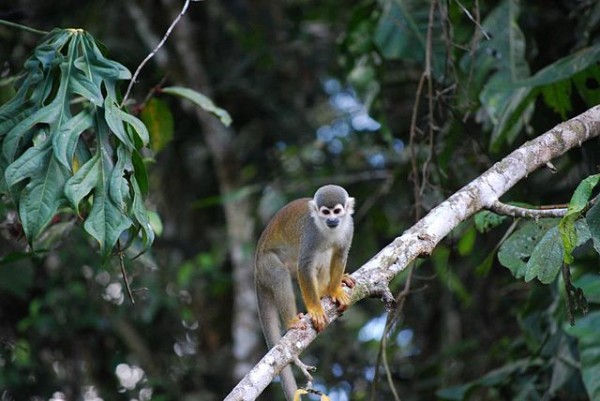 Cuyabeno Wildlife Reserve