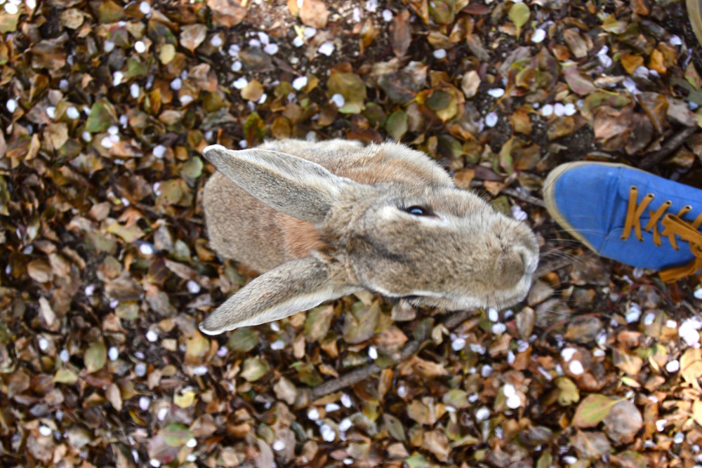 rabbit-island-japan-4