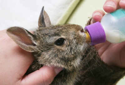 bottlefeedingcottontail