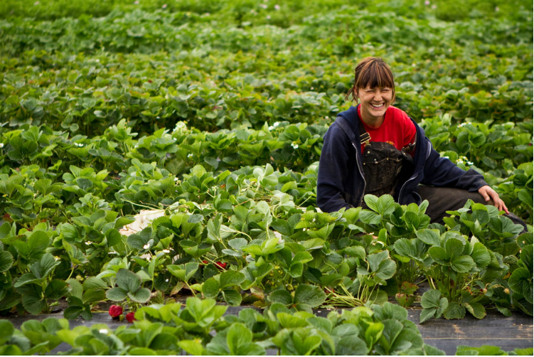 organic farms